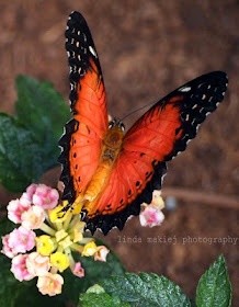 Photo:  Orange Lacewing